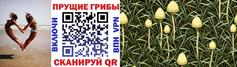 Купить где  Сургут  Псилоцибиновые грибы мицелий 